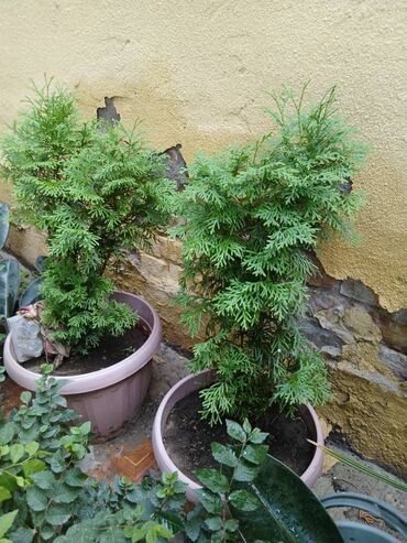 офисные растения: Комнатные и уличные растения в кашпо - Туя в горшках. Компактные