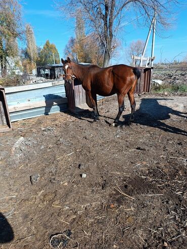 купить породистую собаку: Продаю | Кобыла (самка) | Рабочий