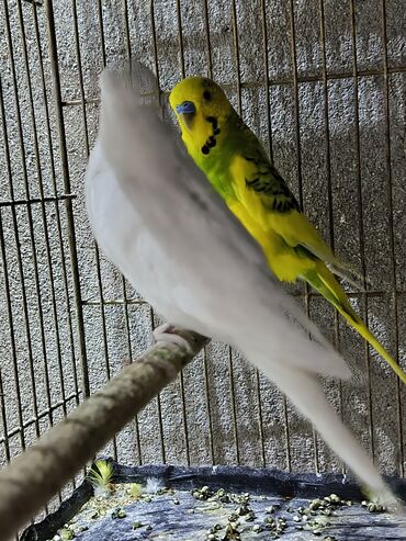 Qəfəslər: Cüt papuqaydi dişisi ağ erkeyi yaşıl rəngdədi 2 dəfə bala almişam dişi