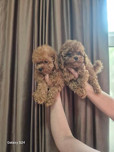 minyatür poodle: Pudel, 3 ay, Dişi, Peyvəndli, Ödənişli çatdırılma — 6