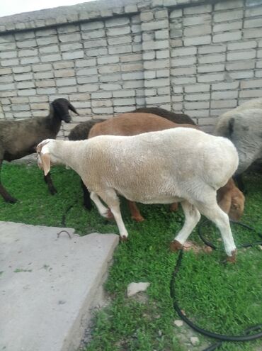 Бараны, овцы: Продаю | Овца (самка) | Арашан | На забой, Для разведения | Ярка