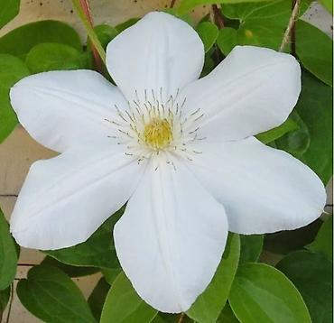 Другие садовые цветы и кустарники: Клематисы, 800сом Хосты, голубые крупномеры "Элеганс" и "Биг Дадди" — 3