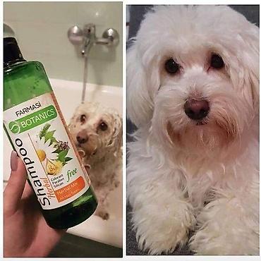 prostirke za pse pepco: Farmasi Botanics Shampoo – biljna formula za negu kućnih ljubimaca - — 1