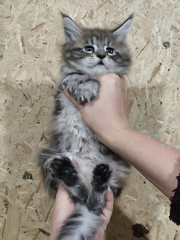 котята мейн кун: Породистые котята мейн-кун Истинная красота рождается там, где природа — 2
