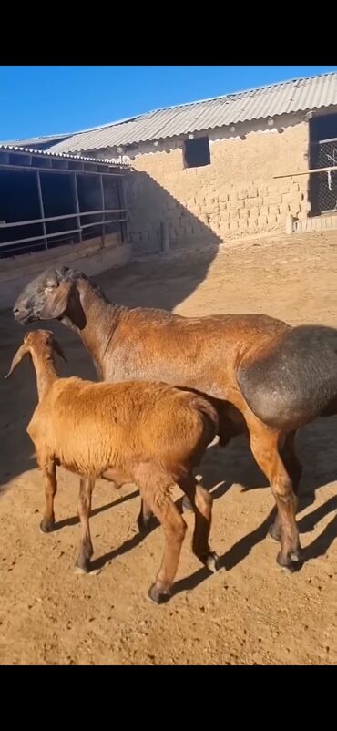 Qoyunlar, qoçlar: Qoyun – qaragül/quyruqlu ətlik tip. - Rəng: tünd qəhvəyi — 3