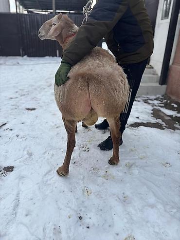 Баран, овца: Продаю | Баран (самец) | Для разведения | Племенные — 2