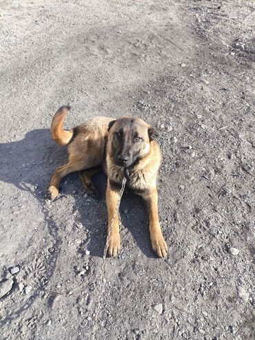 Продажа собак: Порода: бельгийская овчарка (малинуа) Самец Описание: - ОПЫТНЫЙ — 23