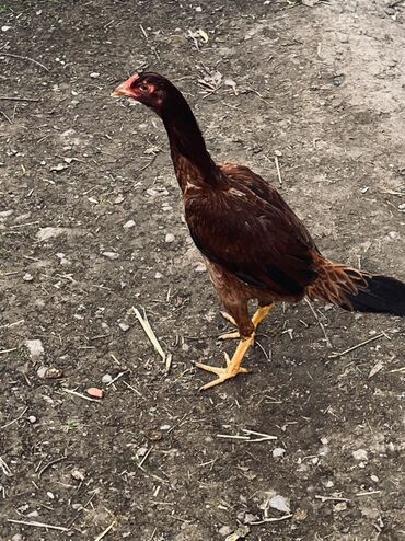 Toyuqlar: Toyuq, Damazlıq — 8