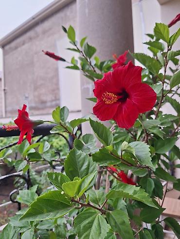 diffenbaxiya bitkisi: Qırmızı hibiskus (Çin qızılgülü) – böyük dibçəkdə, bol tumurcuqlu və — 1