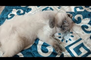 британская золотая шиншилла: Скотиш Фолд (Шотландиялык шалпаң кулак), 5 айлык, Ургаачы, Ак