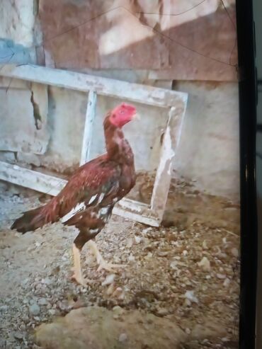 Xoruzlar: Məhsul: Uzunboyun döyüş tipi xoruz (fotoşəkillərdəki) Təsvir: - — 8