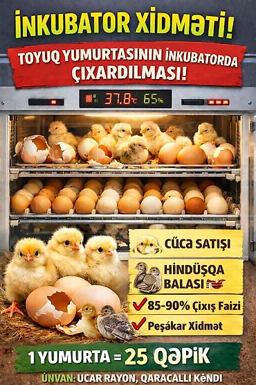 ınqbator: İnkubator xidməti – toyuq yumurtasının inkubatorda çıxardılması - — 1