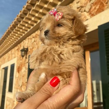 İtlər: Pudel, 2 ay, Dişi, Sənədli