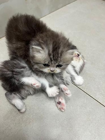 Pişiklər: Fars — 7