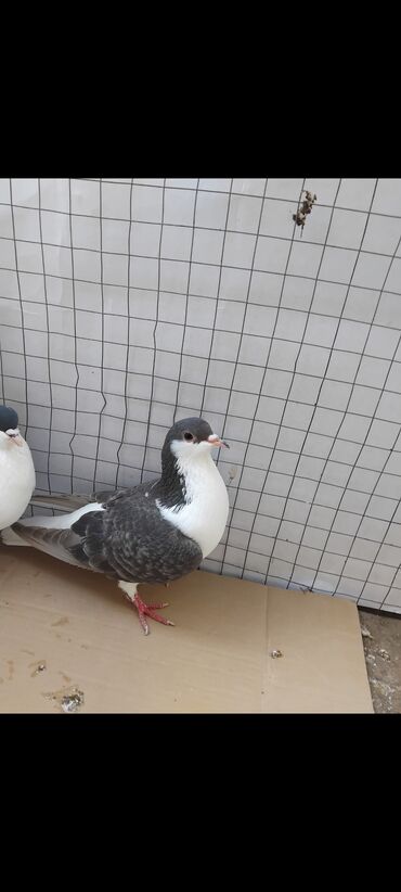 Göyərçinlər: 3 eded delfin 1 cütdür bala verir saglam heyvanlardir 3 ededi 45 manat — 5