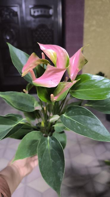 ме: Комнатные растения в горшках 1) Драцена fragrans (кордилина) – куст — 5