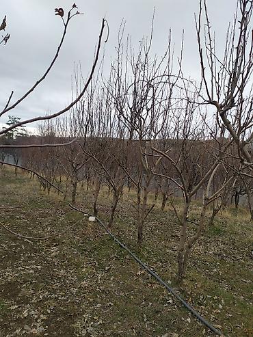 талас терек: Услуги садовника. делаю обрезку плодовых деревьев и кустарников — 3