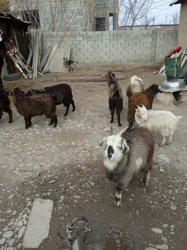 Козы, козлы: Продаю | Козлёнок | Для разведения at lalafo.kg — 5 Козы, козлы: Продаю | Козлёнок | Для разведения — 5