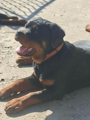 Psi: Rotvajler žensko štene oštećena 21. oktobraa 2025. Primila sve — 2