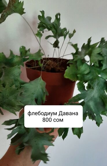 оптовые цены на напитки: Продаю каладиум, папоротник давана, 700 сом, хойю кудрявую 350 сом