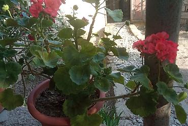 qırmızı kala: Qırmızı sardunya (pelargonium) saksı bitkisi - Rəngi: Canlı qırmızı — 1