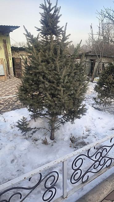 Ель: Ели/сосны для озеленения участка. Описание: - Живые хвойные деревья — 3