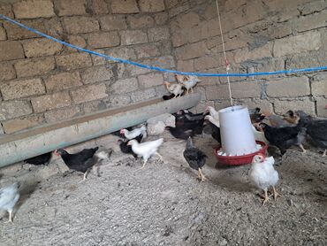 quş yuvaları: 2 ayliq colpalar Hövsan kend