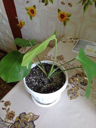 Другие комнатные растения: Продаю молодую монстеру или поменяю на фикус с темными листьями