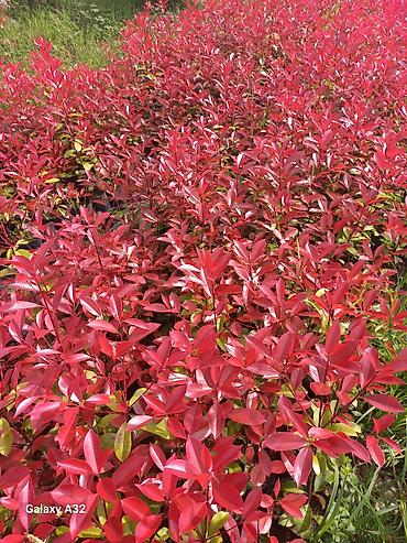 akvaryum bitkileri: Məhsul: Fotiniya (Photinia x fraseri ‘Red Robin’) dekorativ kol — 3