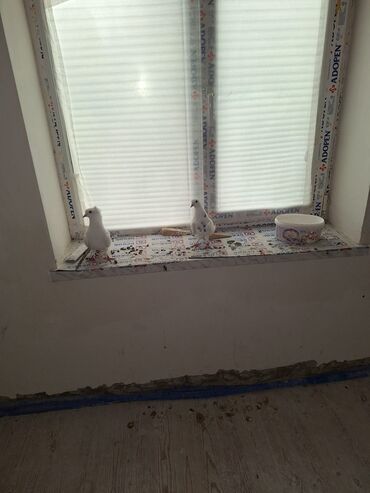 ağ pişik: Ağ rəngli bəzək güvənləri (cüt) - Növ: ev güvəni, ağ rəngdə -