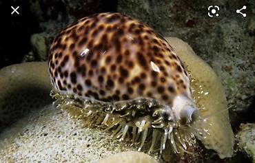nere baligi: Deniz molyuskasi, natural deniz mehsuludur. Suvenir ve ya hediyye kimi — 3