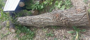 Дрова: Дрова Карагач, Самовывоз — 9