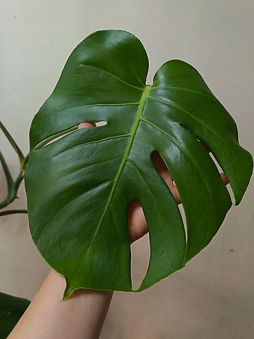 Бөлмө өсүмдүктөрү: Монстера делициоза (Monstera deliciosa) на опоре - Крупное — 3