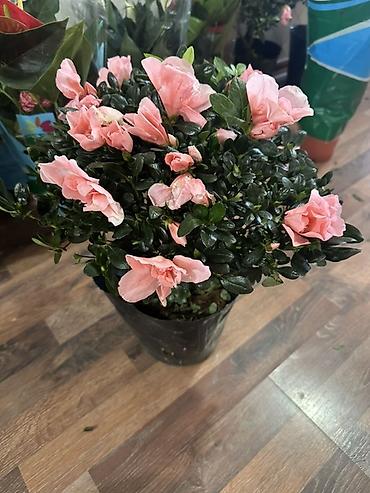цветок азалия: Азалия комнатная, куст в горшке - Вид: Rhododendron simsii (азалия — 2