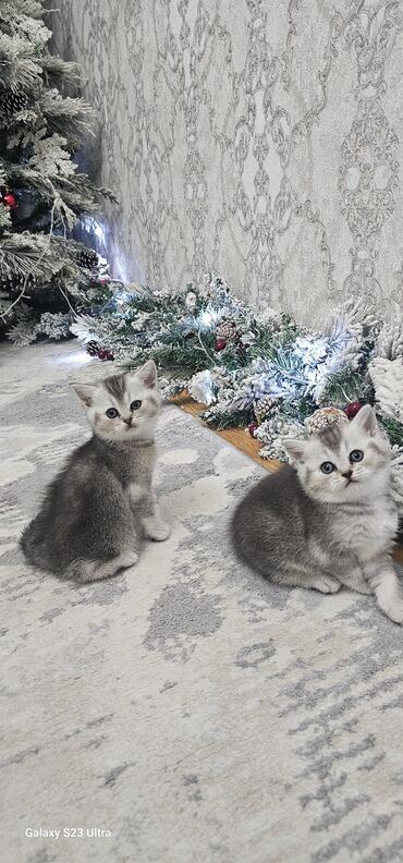 Pişiklər: Britan — 10