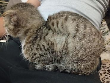 животные домашние: Американская короткошёрстная, 2 месяца, Девочка — 6