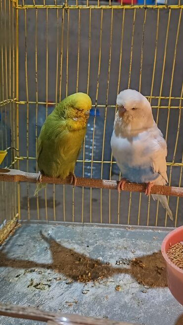 Tutuquşları: Cex cütlük altında 4 balasi ilə qefes yuva hər bir şeyli hazır quslar — 7