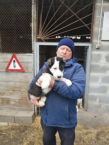 Продажа собак: Шикарные Щенки САО . Среднеазиатской Овчарки ХОРОШИХ БОЙЦОВСКИХ — 5