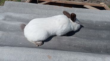 декоративные кролики бишкек: Колифорния самец, поменяю