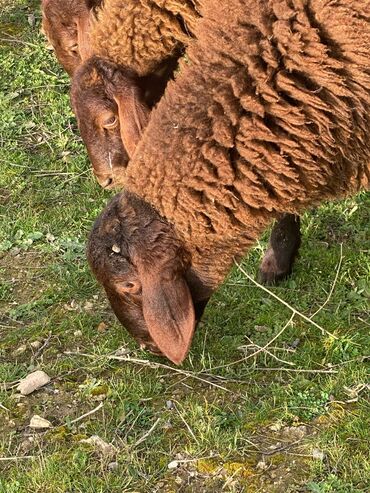 qurban bayrami qoyun sekilleri: Erkək, il: 1, 15 kq, Damazlıq, Ünvandan götürmə