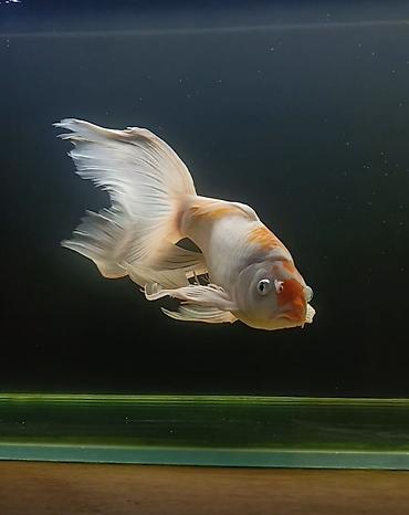 betta balıq: Diqqət: Balaları satılır Şekilde olan balıqlar böyük olanlara aiddir — 2