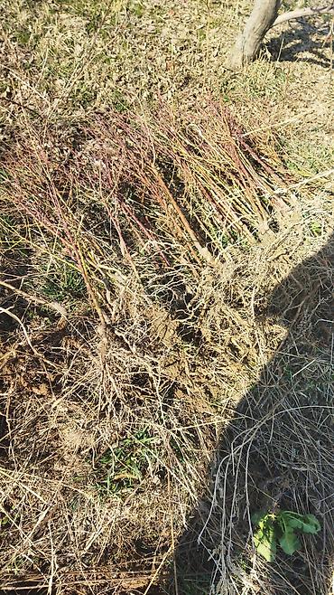 Другие фруктовые и ягодные растения: Саженцы плодовых деревьев (полевая плантация) - Ровные ряды молодого — 8