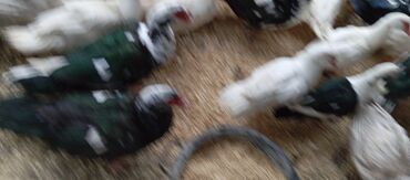 Ördəklər: Təcili satılır.Real alıcılar əlaqə saxlaya bilər — 12