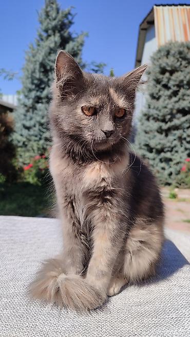 Отдам даром кошку: Кошка даром: Беспородная, 3 месяца, Девочка, Проглистована — 3