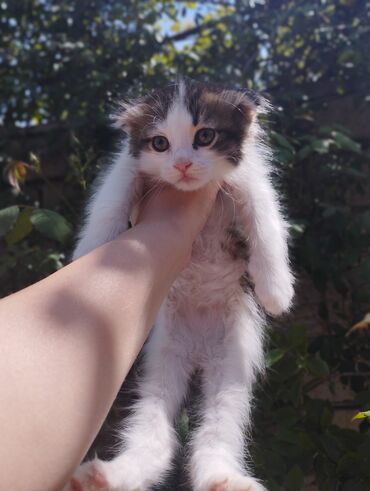 chernyi kotenok: Вислоухий котенок мальчик возраст 2 месяца приучен к лоткув еде не