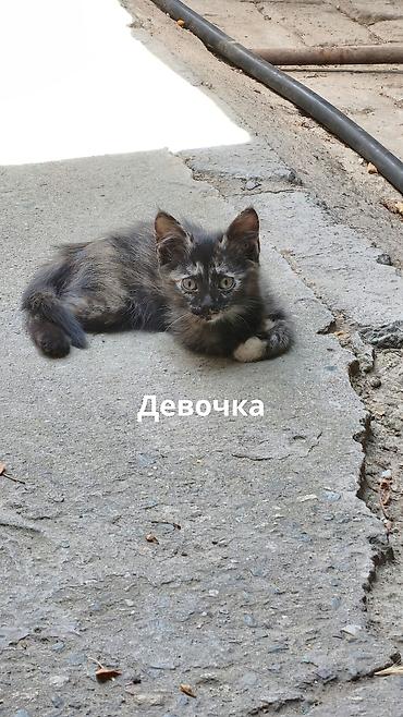 крысолов: Отдаю в добрые руки котят потомственных охотников-крысоловов один — 3