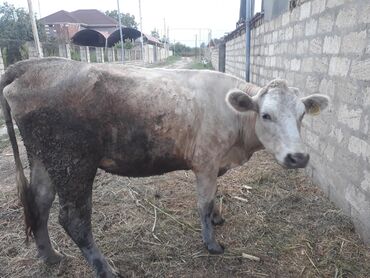Toyuqlar: Kabaş sortudu.2ci qarin 5ayliq bobazdi.sudu birinci qarinda baladan