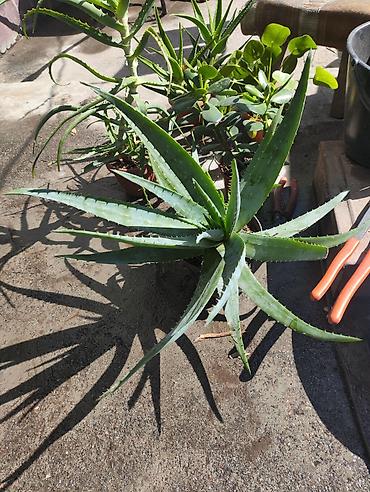Алоэ: Алоэ вера (Aloe vera) в горшке - Крупный розеточный суккулент с — 1