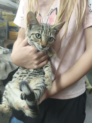 кошка майкун: Котёнок, тигровый окрас (табби) отдам в добрые руки — 2