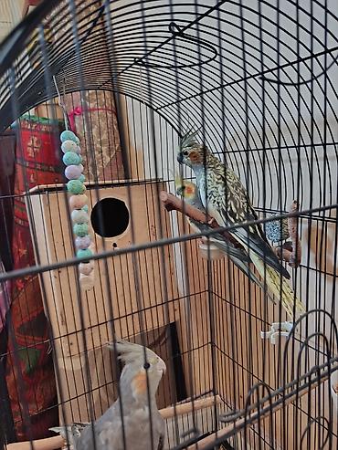 Kakadu nimfa (Cockatiel) quşları – qəfəs və aksesuarlarla birlikdə. -